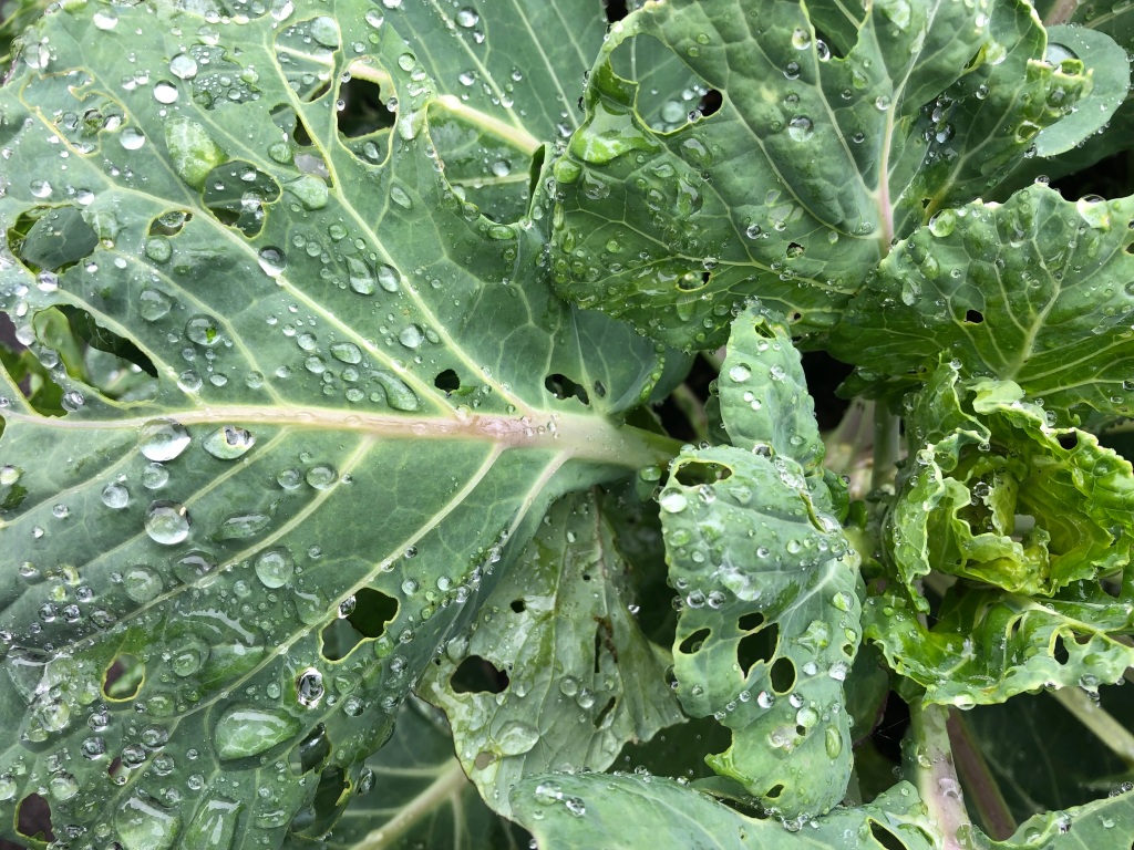 rain drops on leaves of cabbage plant